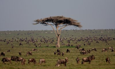 Wildebeest
