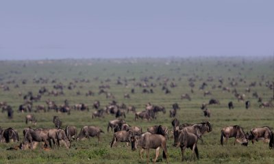 Wildebeest