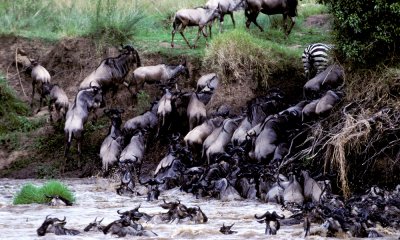 Wildebeest