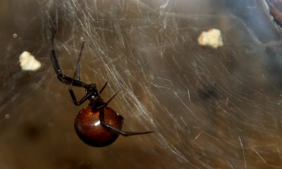 Black widow spider