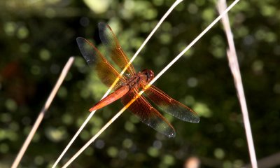 Red dragonfly, tbi