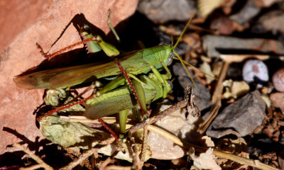 Grasshopper-Arizona-tbi