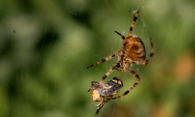 Marbled orb-weaver