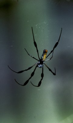 Spider, tbi