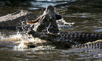 Nile crocodile with catfish