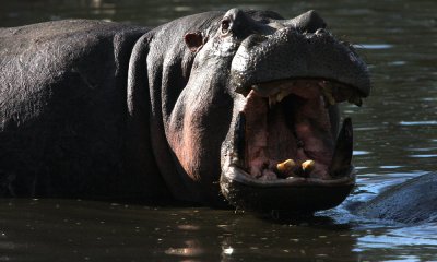 Hippo