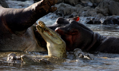 Nile crocodile feeding on hippo
