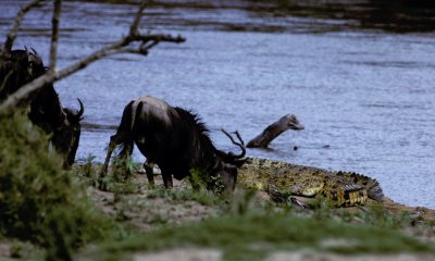 Nile crocodile with wildebeest