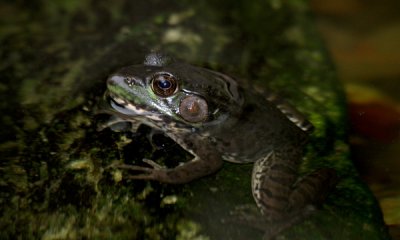 Leopard frog