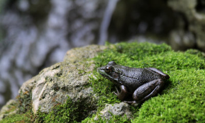 Leopard frog