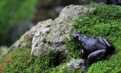 Leopard frog