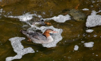 Common mergansers fishing