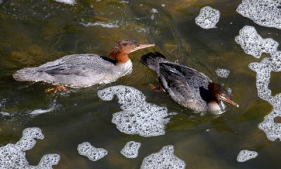 Common merganser