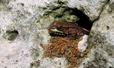 Leopard frog