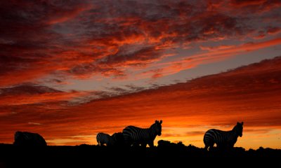 Zebra sunset (composit)