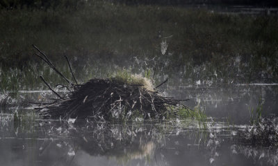 Beaver lodge, Algonquin Park