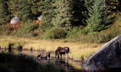 Moose, Algonquin Park