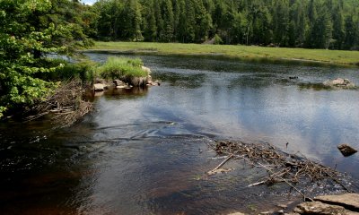 Beaver dam, Algonquin Park