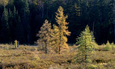 Tamarack trees, Algonquin Park,