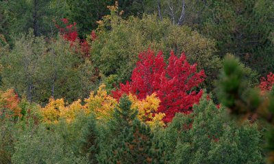 Fall colours, Algonquin Park,