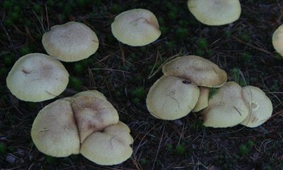 Mushrooms tbi, Algonquin Park,