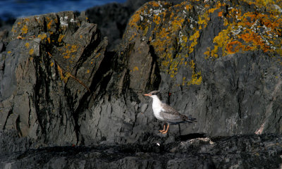 Arctic terns