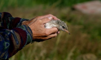 Arctic terns