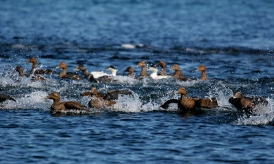 Common eider