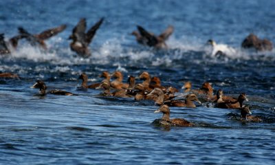 Common eider
