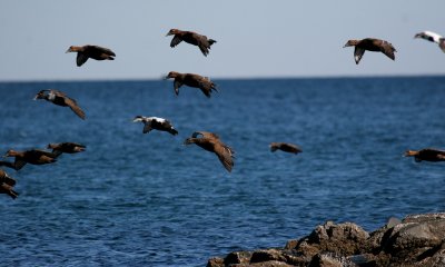 Common eider