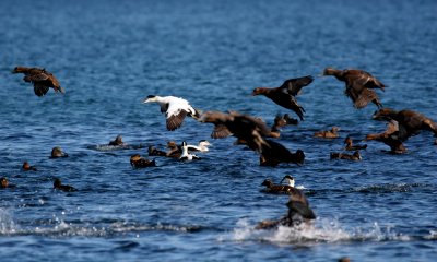 Common eider