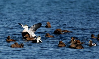 Common eider