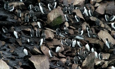Common murre