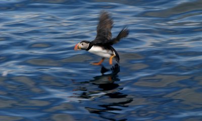 Atlantic puffin