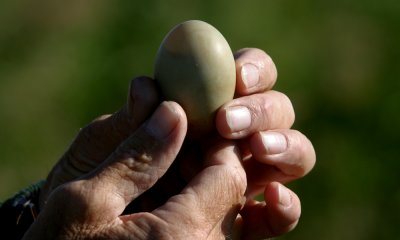 Common eider research (egg)