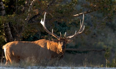 Rocky Mountain Elk