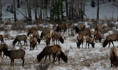 Rocky Mountain Elk, herf