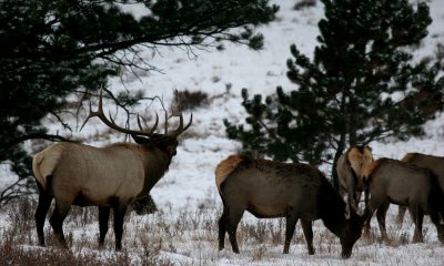 Rocky Mountain Elk, bull bugling