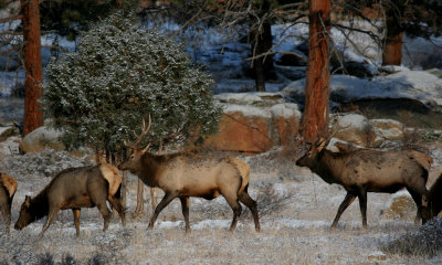 Rocky Mountain Elk, young bullls