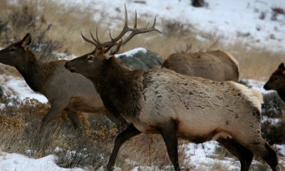Rocky Mountain Elk, young bull