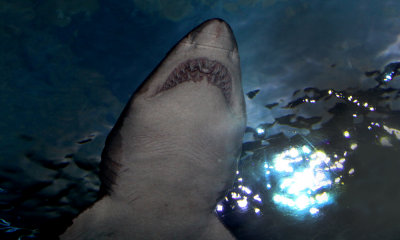 Sand tiger shark (c.c.)