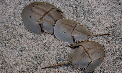 Horseshoe crabs (c.c.)