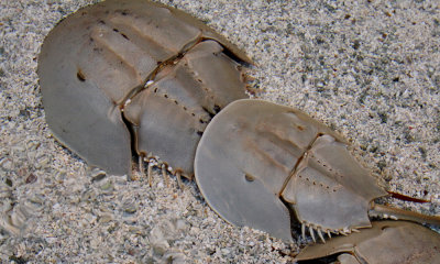 Horseshoe Crabs