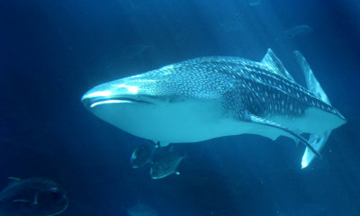 Whale shark (c.c.)