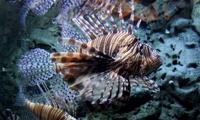 Lion fish (c.c.)