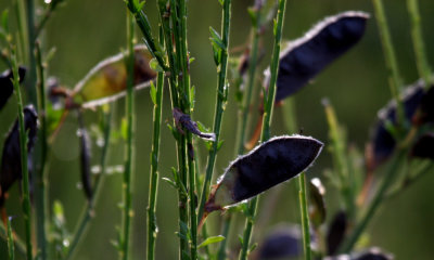 Seed pods