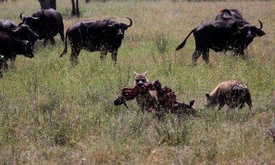 Spotted hyena with buffalo