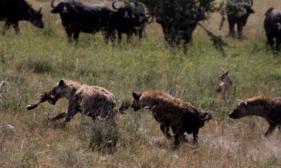 Spotted hyena with jackal and buffalo
