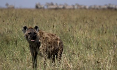 Spotted hyena with common zebra