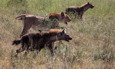 Spotted hyena with lioness